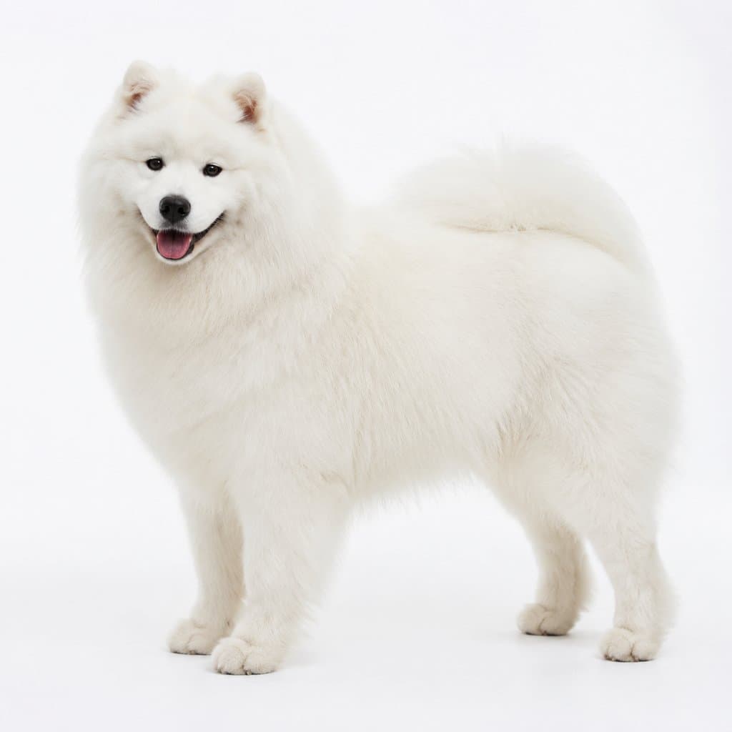 纯种萨摩耶犬，雪白蓬松毛发，微笑表情，华贵优雅，写实风格