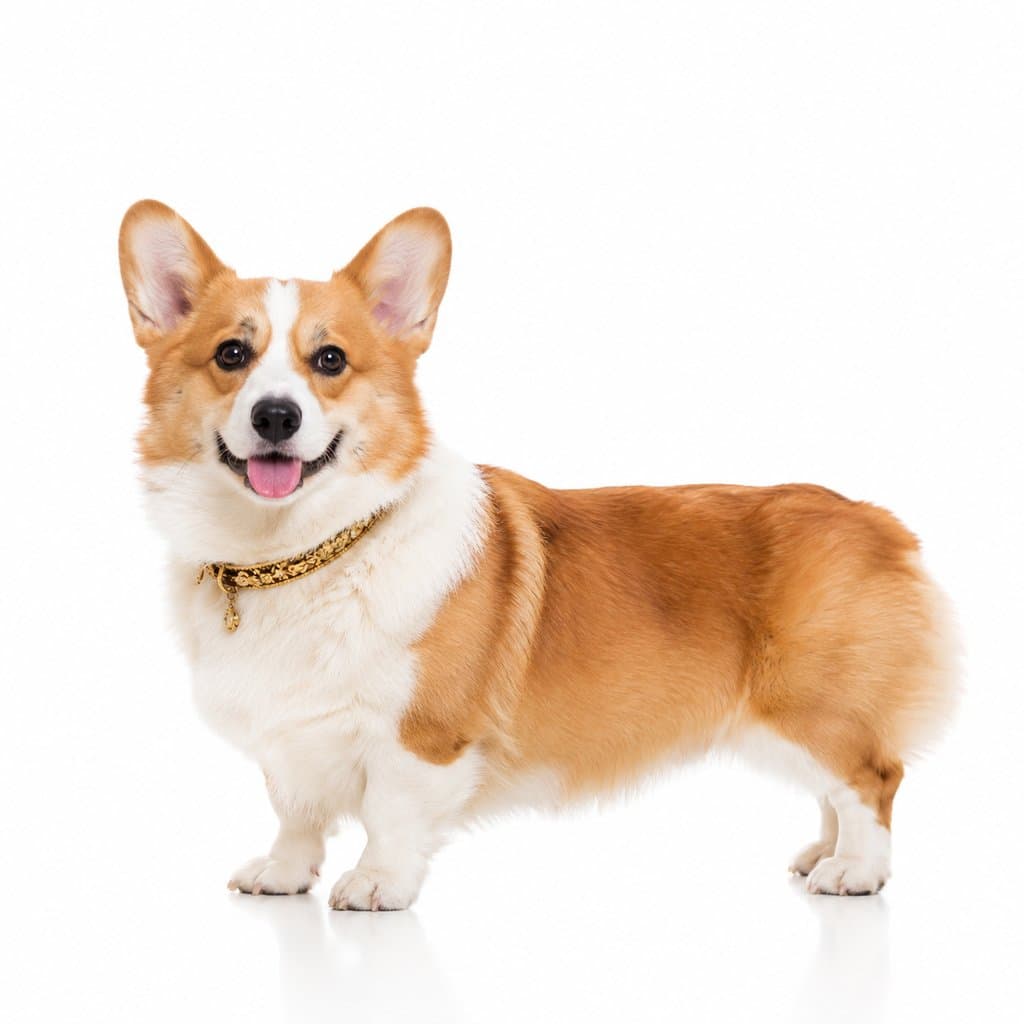 纯种柯基犬，短腿大耳，佩戴金色奢华项圈，写实风格