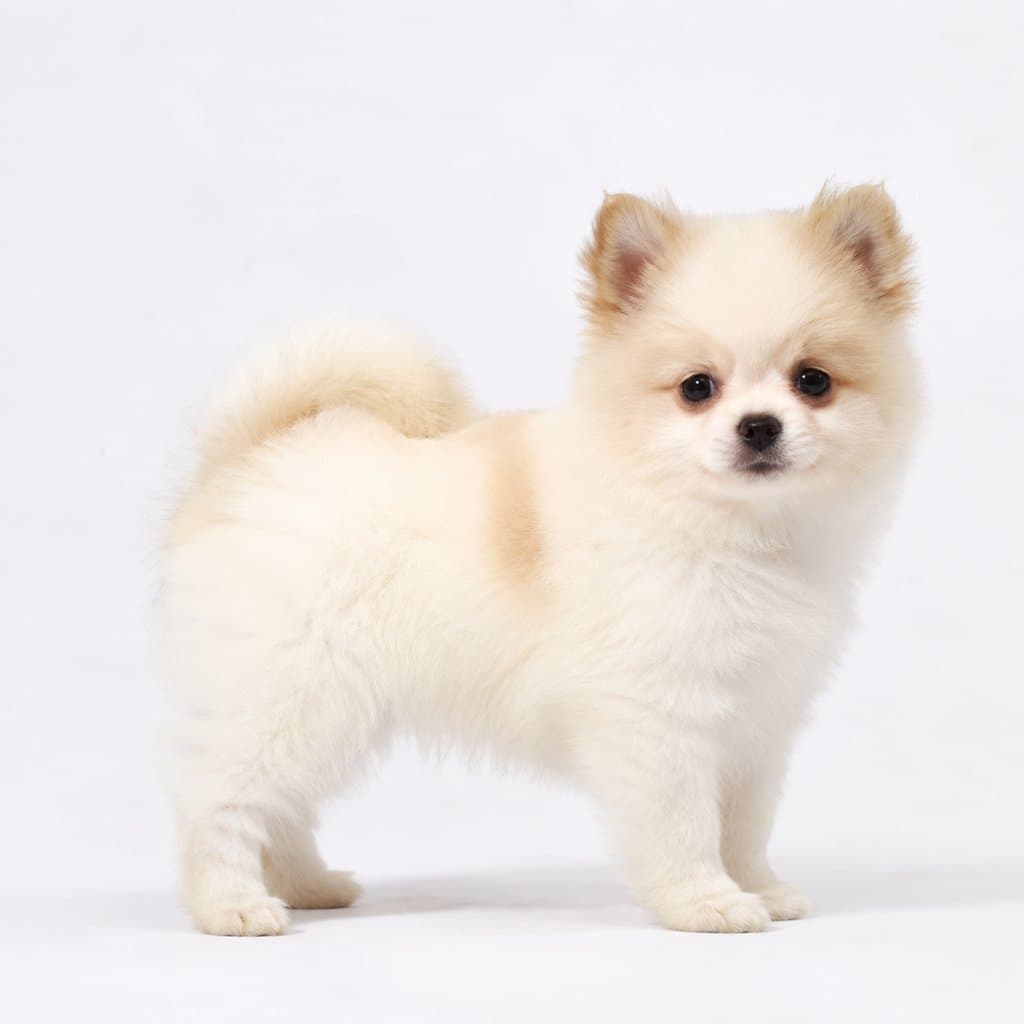 白色博美幼犬，毛茸茸，站立姿态，可爱萌态，写实风格