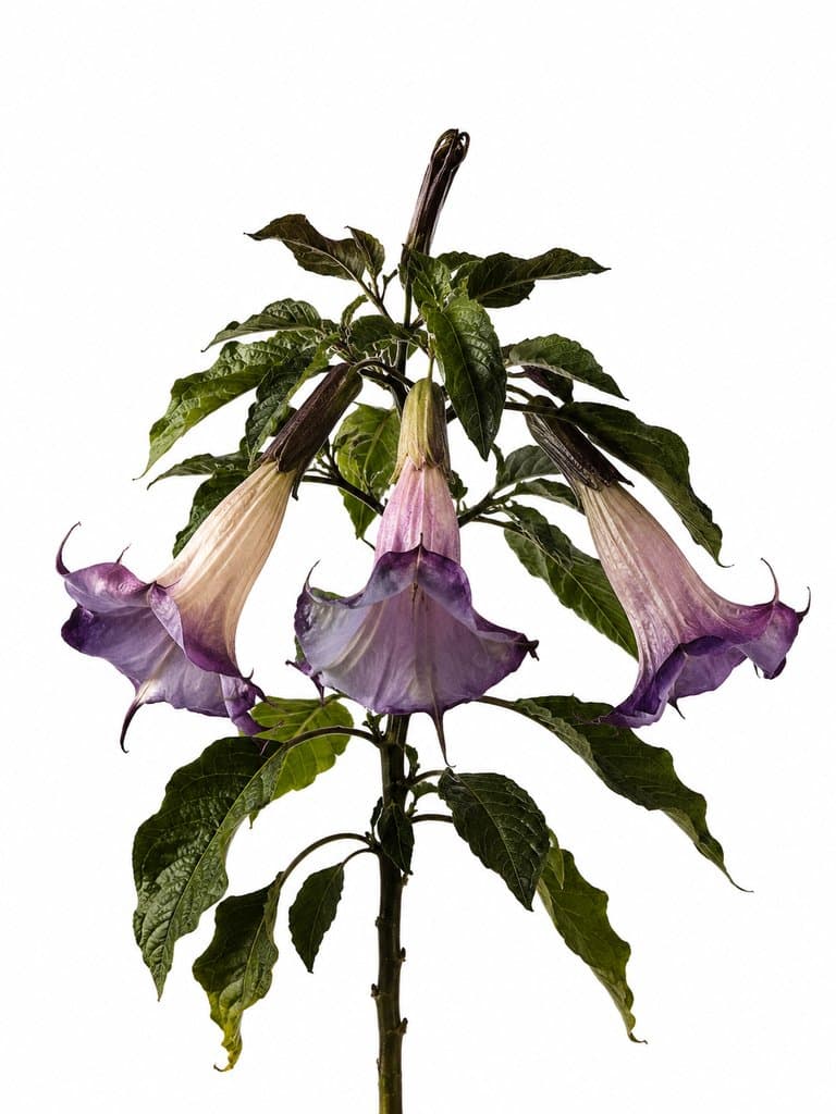 曼陀罗毒花，紫色喇叭状花朵，绿叶衬托，写实风格3D参考图