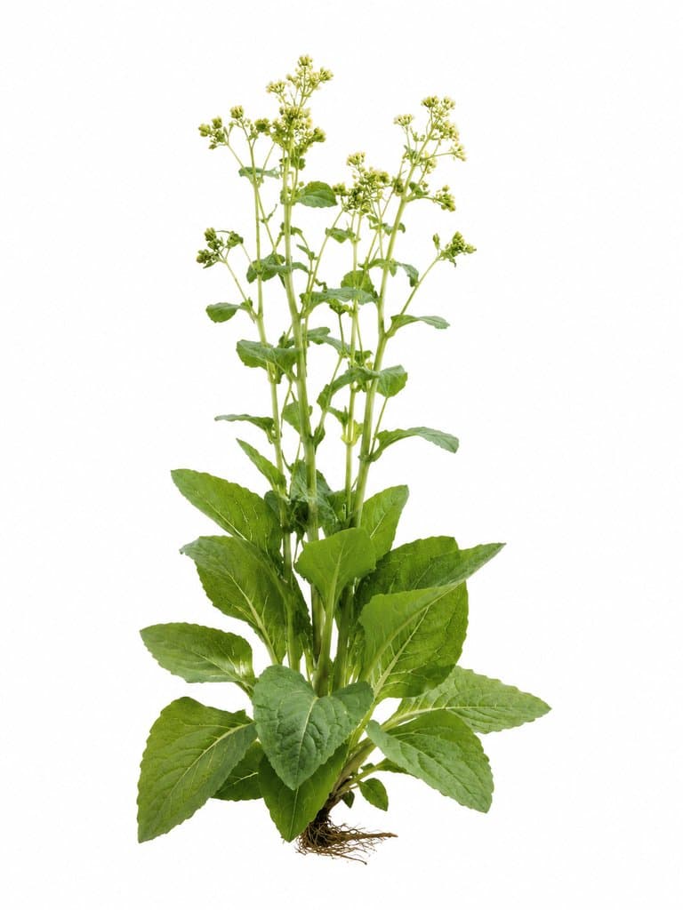 药圃中的绿色草药植物，叶片宽大，茎秆挺拔，顶端绽放淡黄色小花，写实风格3D参考图