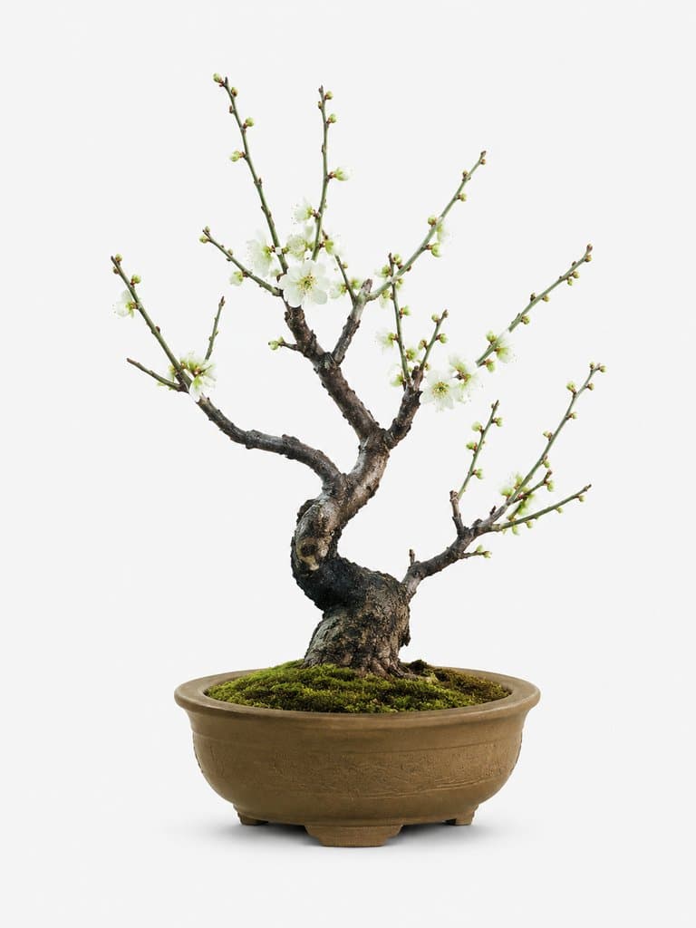 绿萼梅盆栽，疏枝白花，陶盆青苔，清雅古风