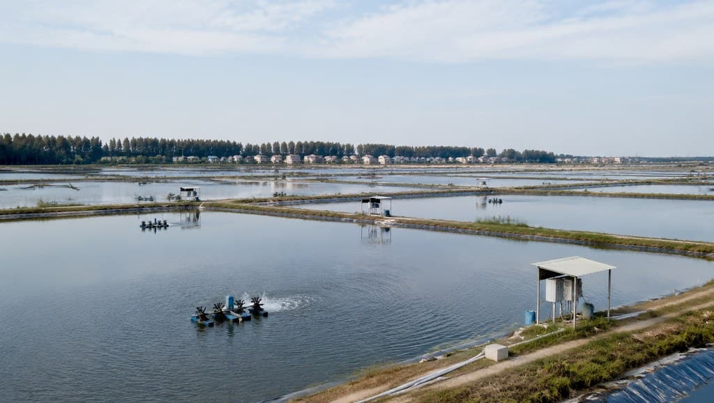 现代渔乡 鱼塘养殖区 白天 海岛写实场景图 全景