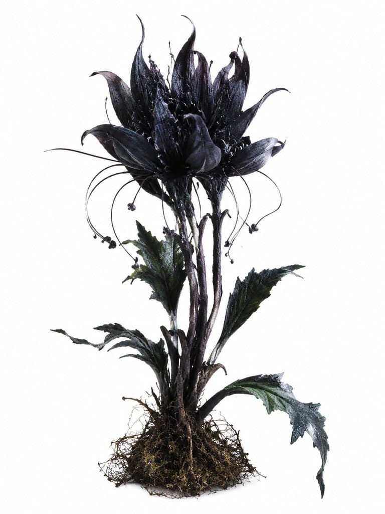 蓇蓉 蓇蓉 黑华奇草 奇草 上古洪荒写实植物图 3D资产参考