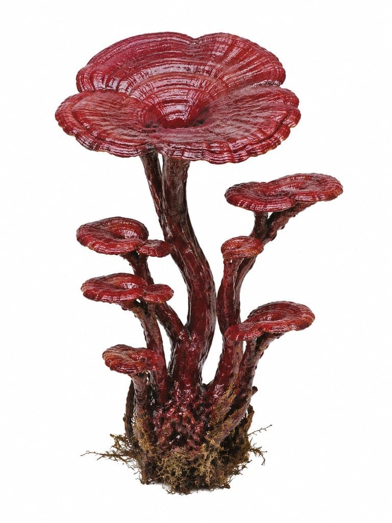 赤芝 赤芝 绛红灵芝 瑞光 瑞草 上古洪荒写实植物图 3D资产参考